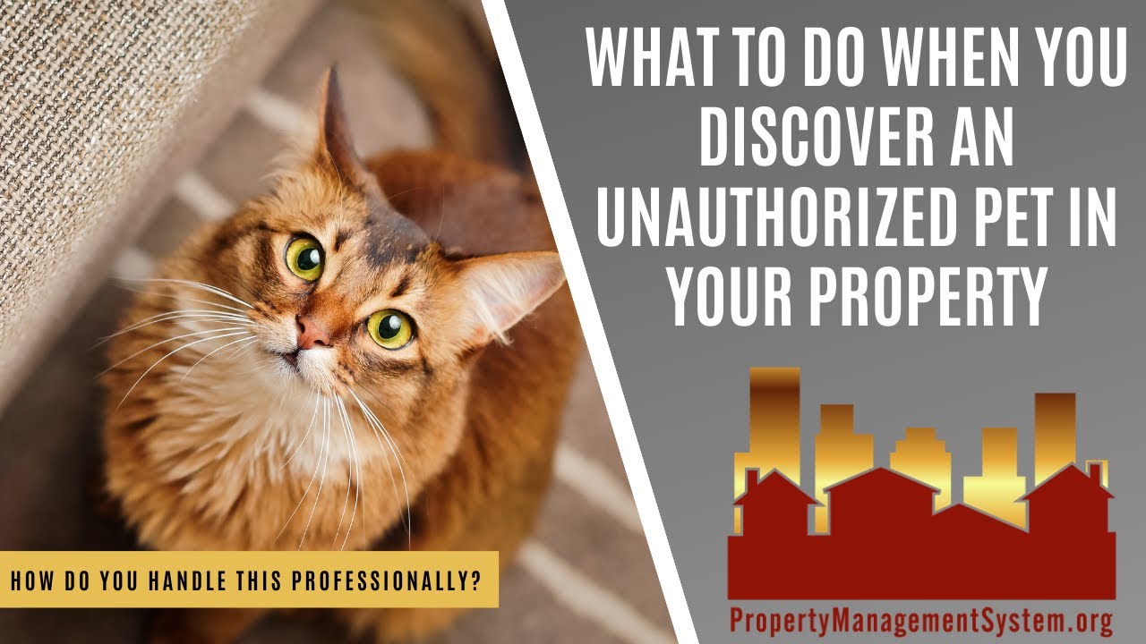 What To Do When You Discover An Unauthorized Pet In Your Property