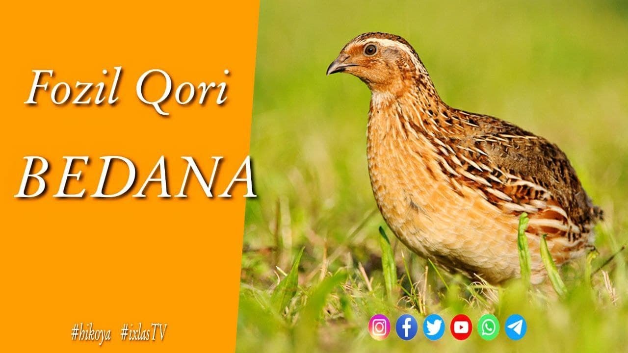 FOZIL QORI - BEDANA / BEDANA HAQIDA RIVOYAT / FOZIL QORI RIVOYATLARI