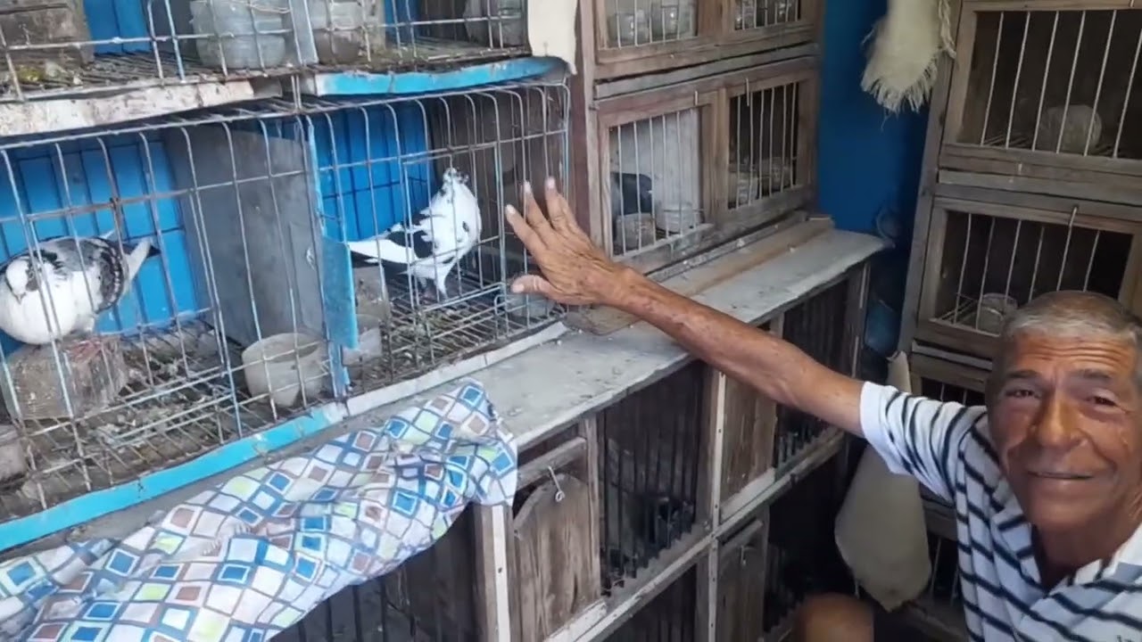 Leduar Visitando a Manuel en GUANÁBO palomero de la vieja guardia