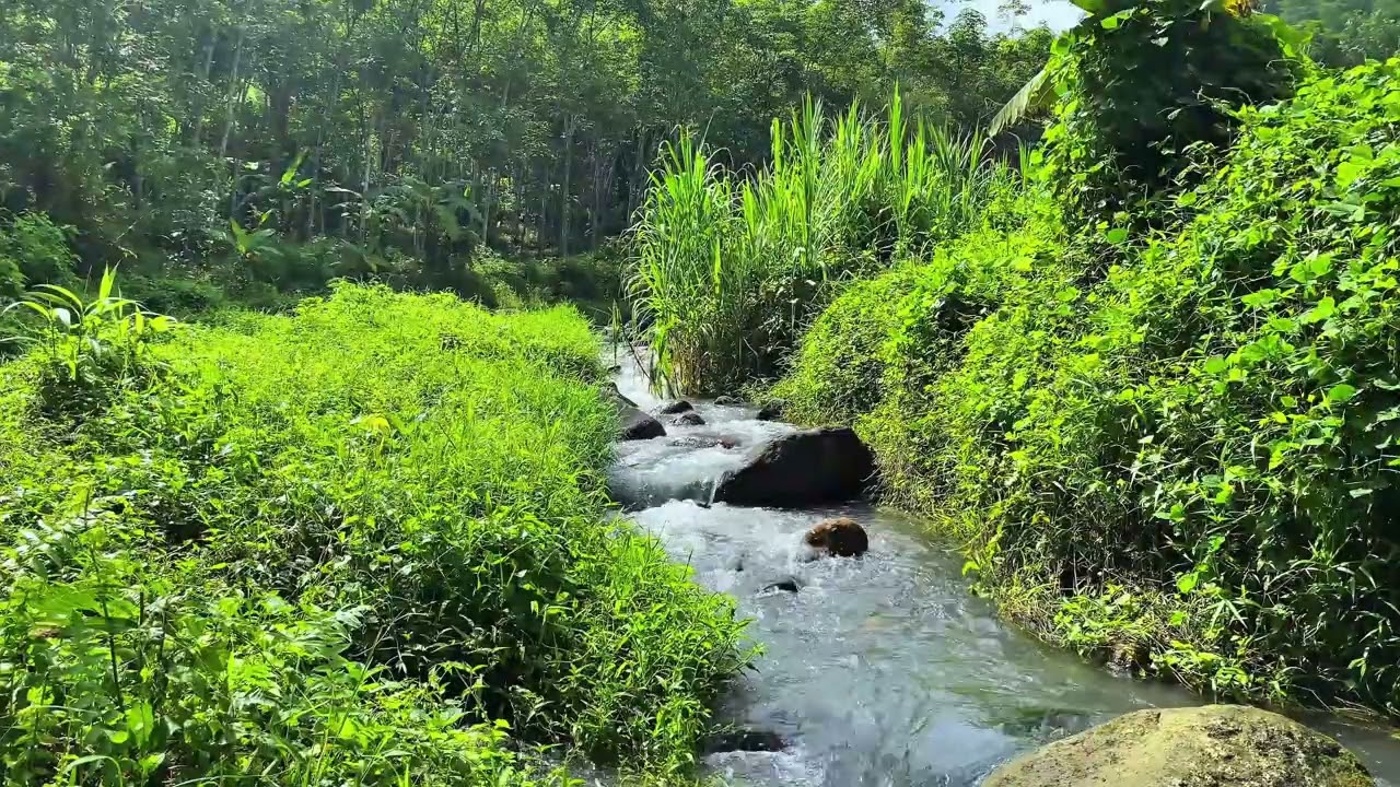 🌿 Into Pure Serenity 💧 Gentle Stream Sounds For Relaxation