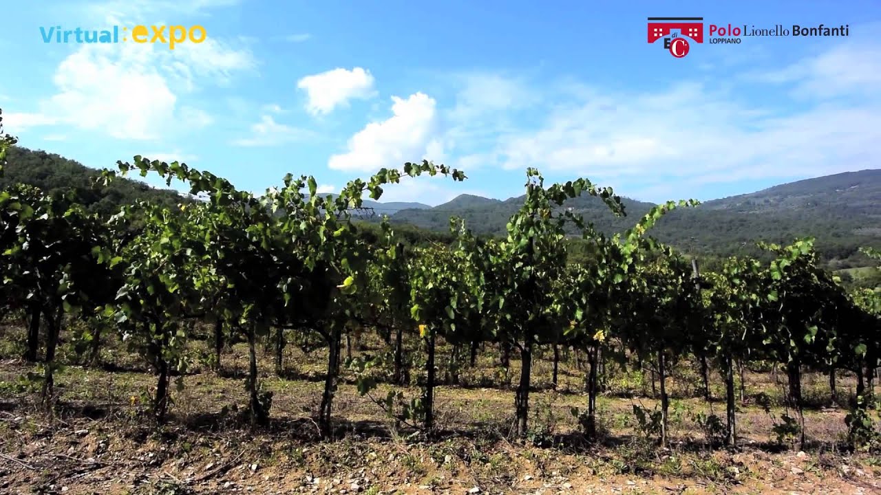 Fattoria Loppiano