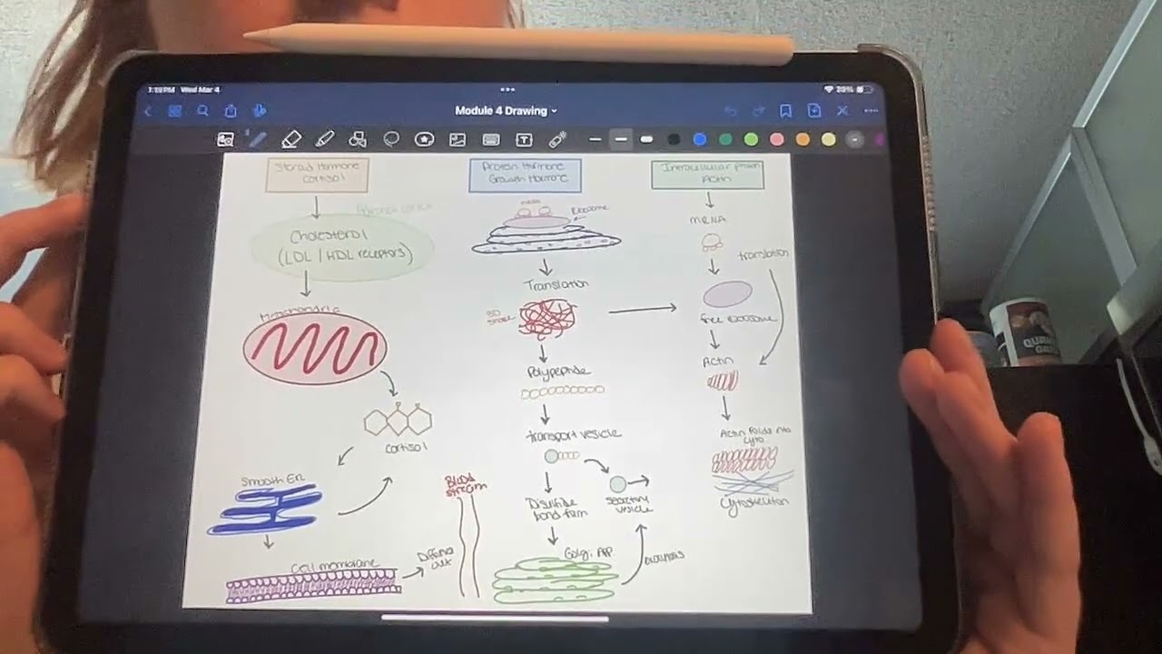 Cell biology: flow chart