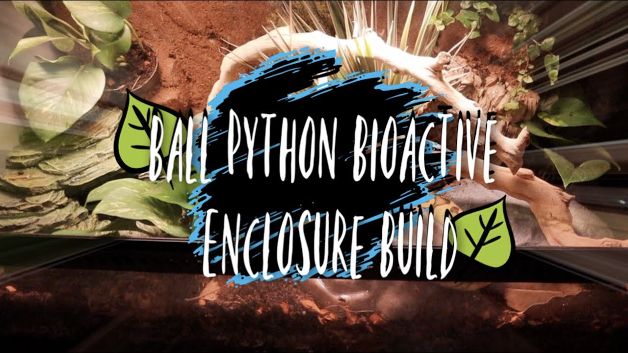 Ball Python Bioactive Enclosure Build