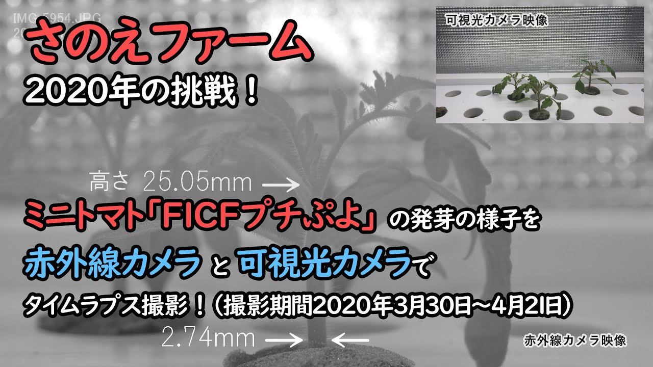 さのえファーム2020年の挑戦！ミニトマト（Ｆ1ＣＦプチぷよ）の発芽の様子