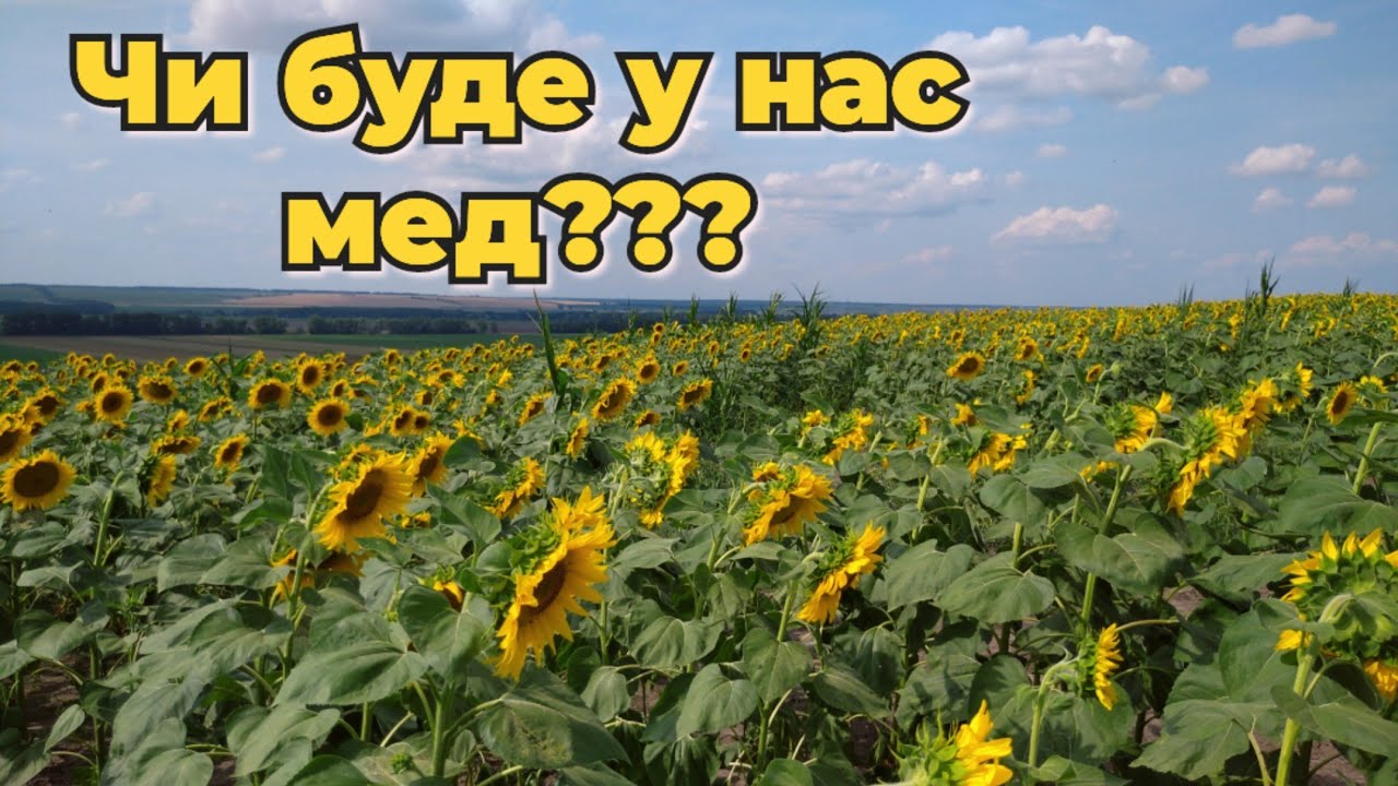 Взяток з соняшника 2024. Чи буде у нас мед?
