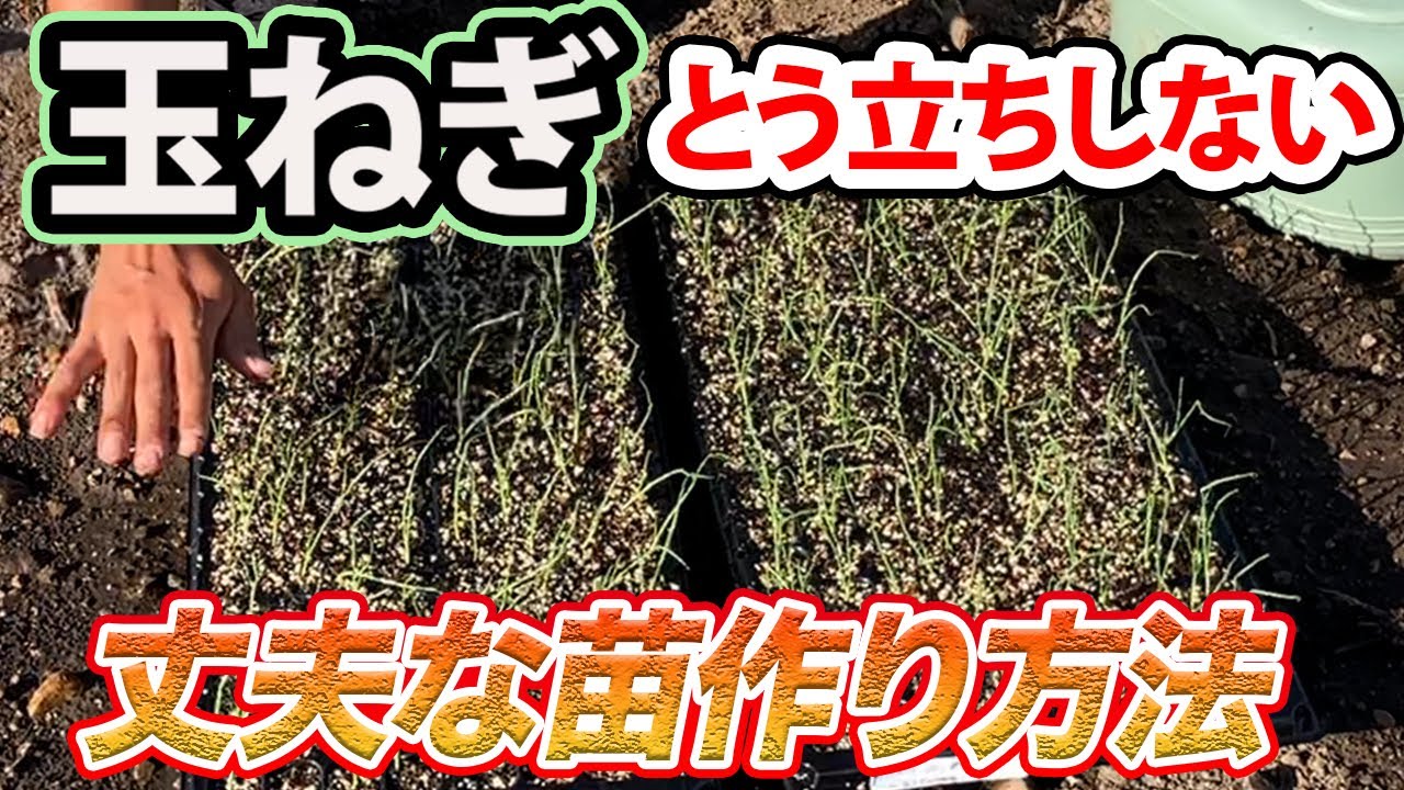 【玉ねぎ】〇〇使うだけでとう立ちしにくい苗を育てる方法