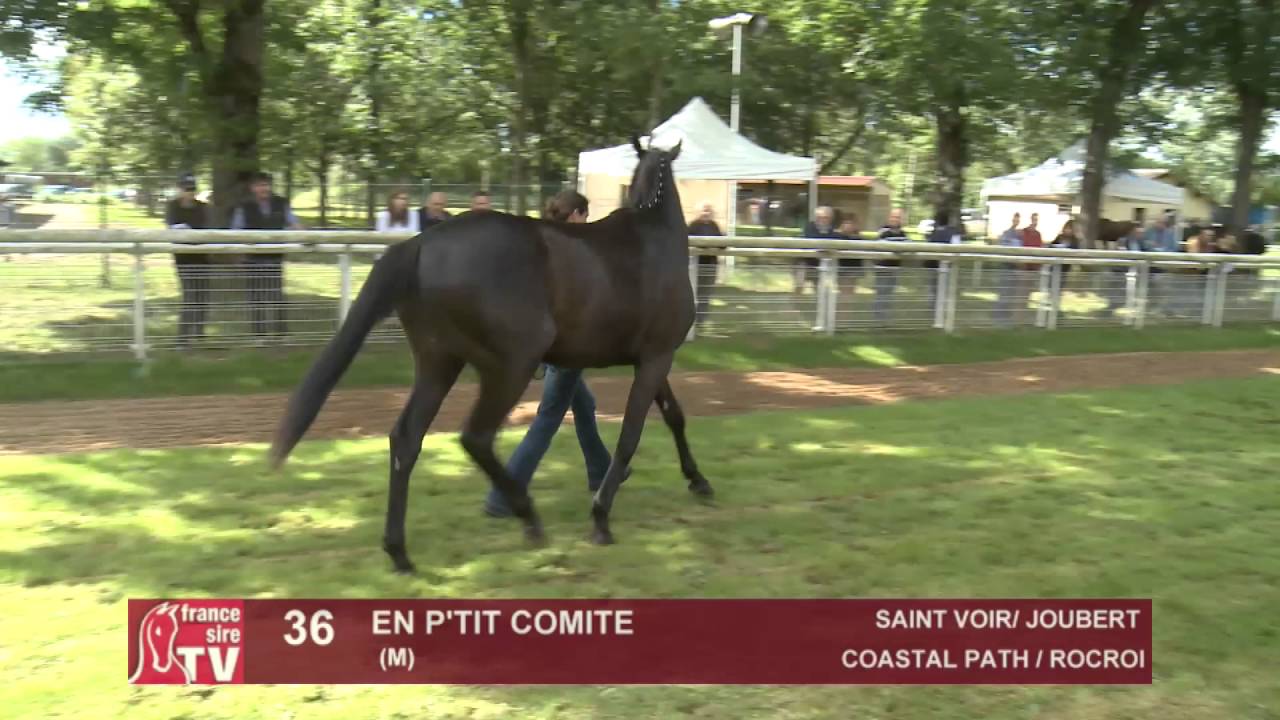 The Chaser Day Paray - 2016 - Lot 36 : En P'tit Comite