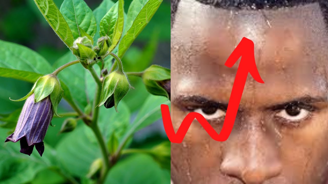 What Happens When You Eat Belladonna? : Belladonna Poisoning-Effects- Symptoms- Treatment