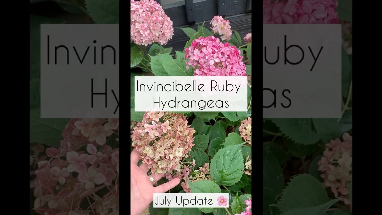Invincibelle Ruby Hydrangea Blooms 🌸 #hydrangea #gardening #zone5b #newenglandgardening #flowers