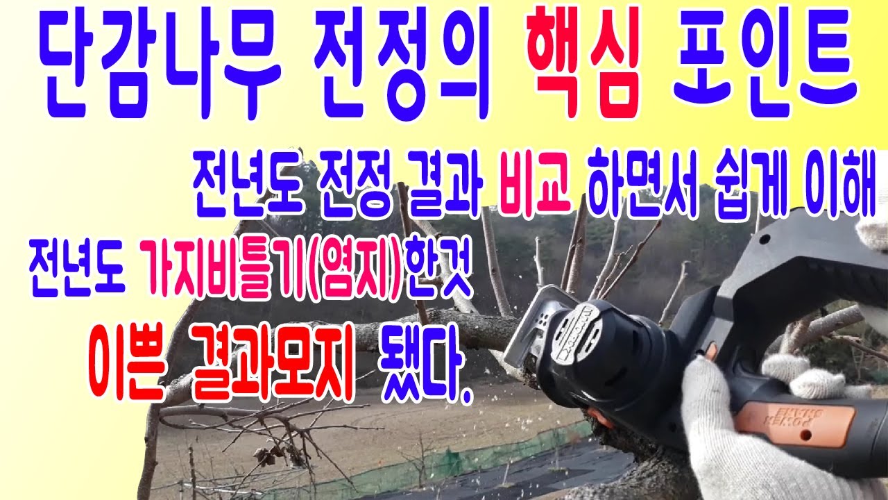 단감나무전정핵심포인트 감나무가지치기 감나무전정방법