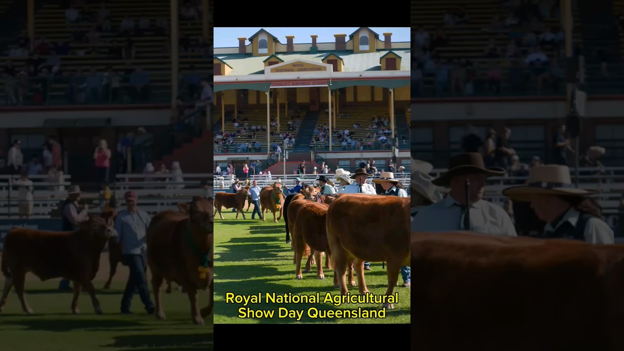 Happy Royal National Agricultural Show Day Queensland! 🇦🇺 🪃 🇦🇺 🪃 #agriculturalshow #queensland