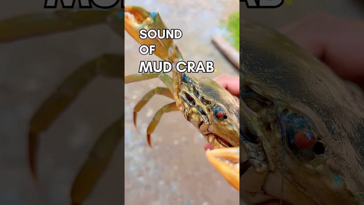 Sound of Mud Crab #fishing #crabs