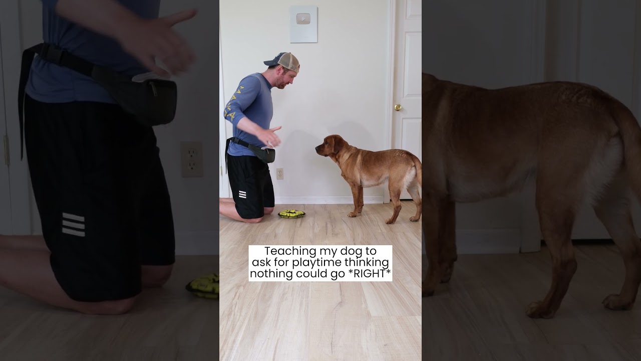 Dog plays fetch with the cat