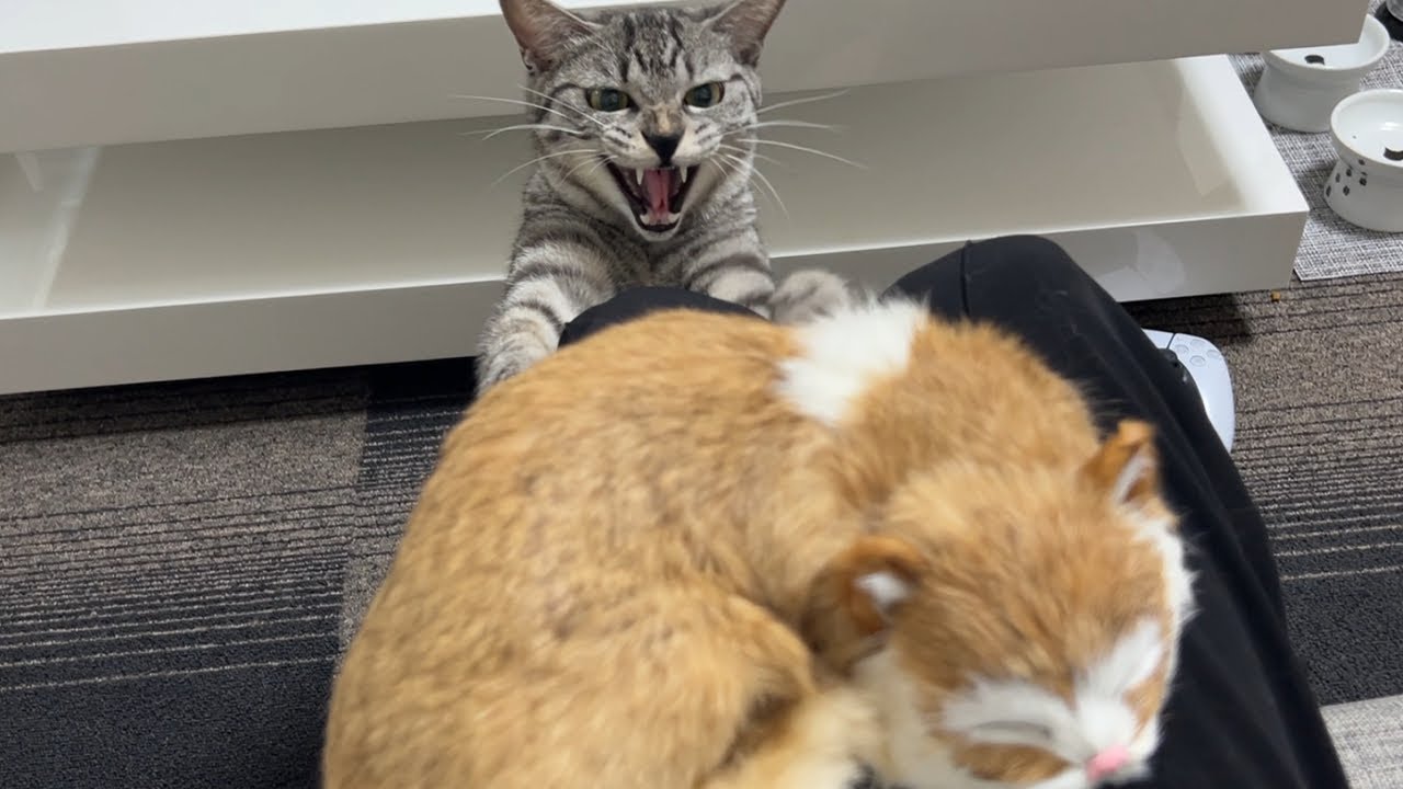新入り子猫が飼い主の上で寝てると嫉妬した猫が大激怒しました