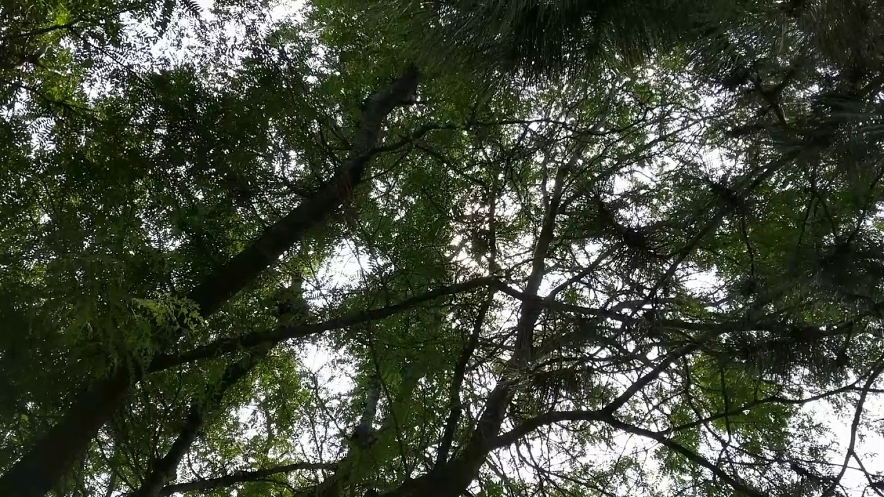 Cicadas singing