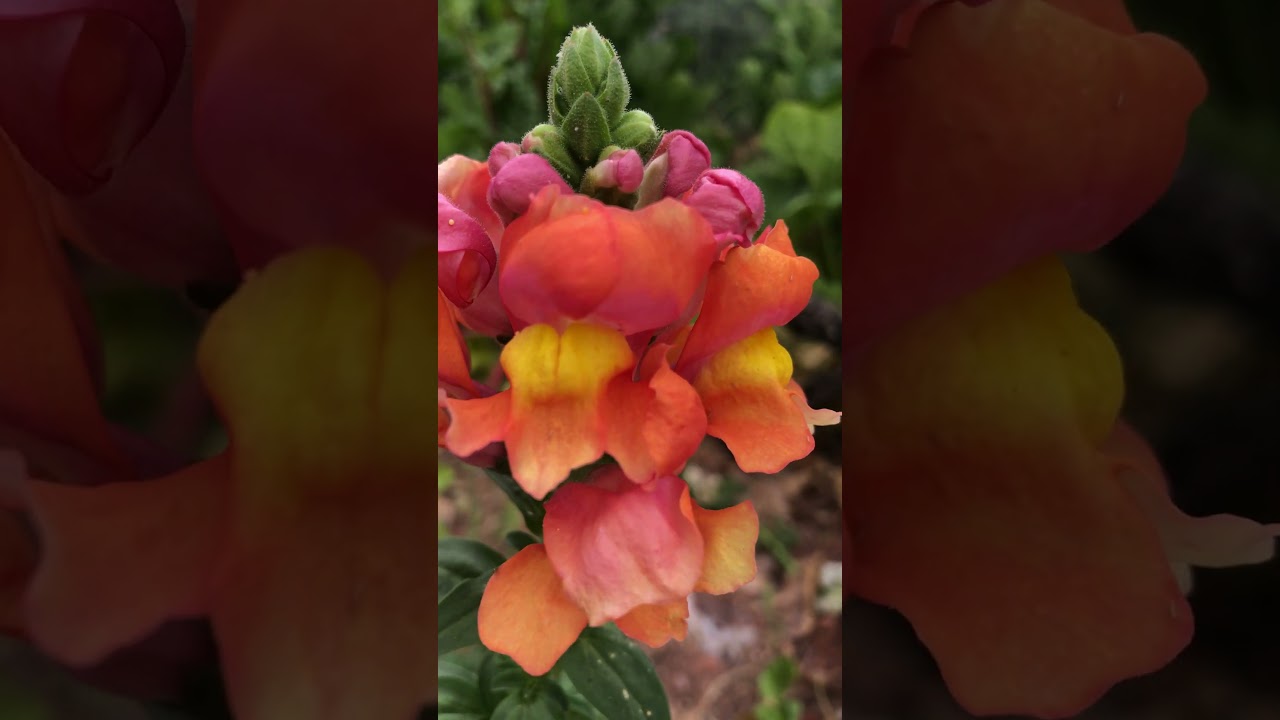 SNAP DRAGONS #beautiful  #backyard #garden #spring #colors