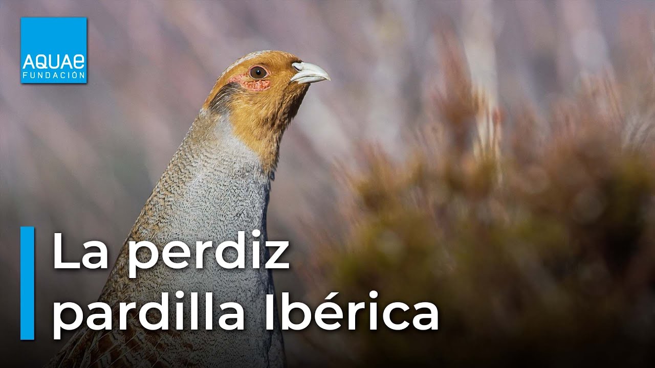 La ESPECIE DE PERDIZ más desconocida