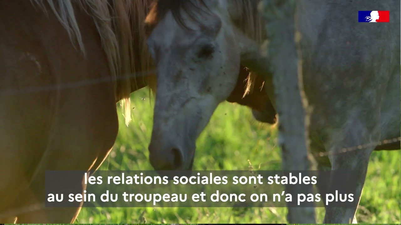 Protéi-NA - Pourquoi et comment pratiquer le pâturage tournant ?