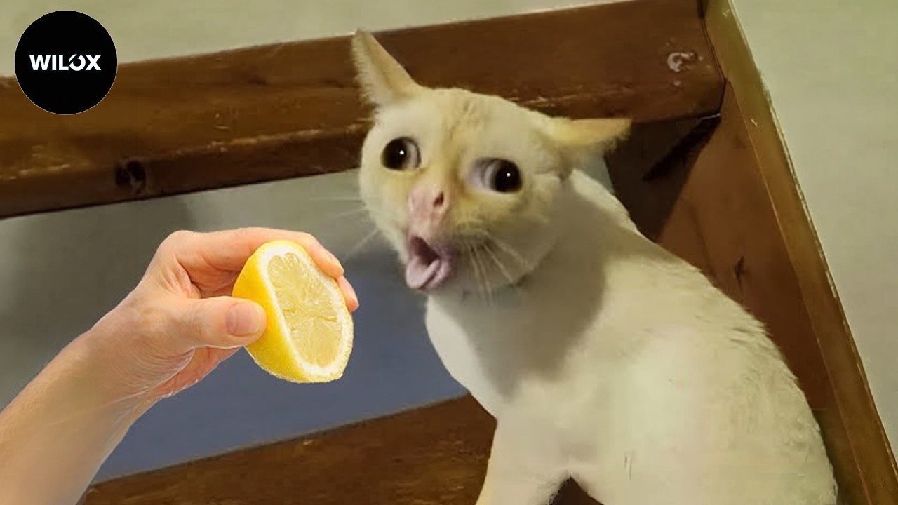 Вы не сможете перестать смеяться над этими невероятными моментами с кошками и собаками 😂