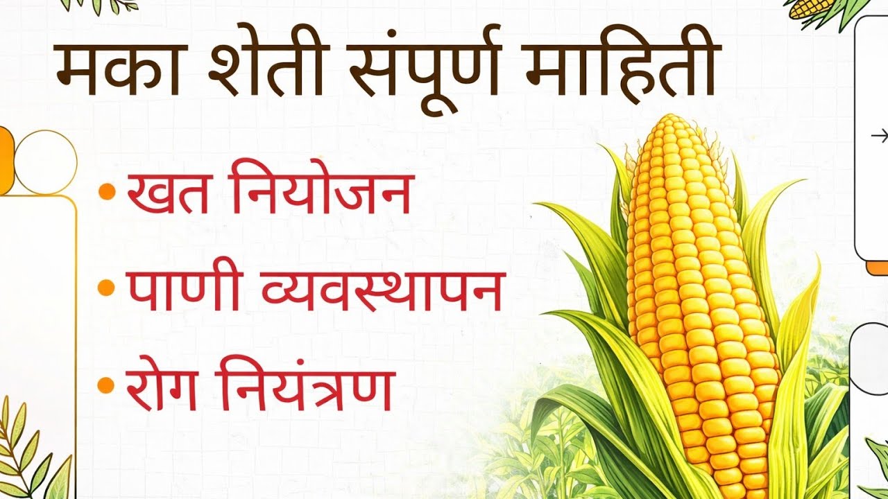मका शेती संपूर्ण माहिती 🌽 | खत नियोजन, पाणी व्यवस्थापन, रोग नियंत्रण आणि नफा हिशोब 💰🔥