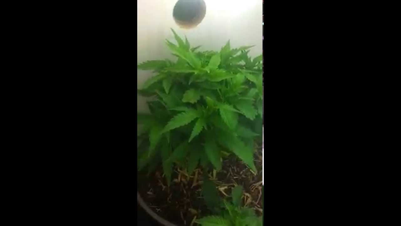 Micro CFL Grow