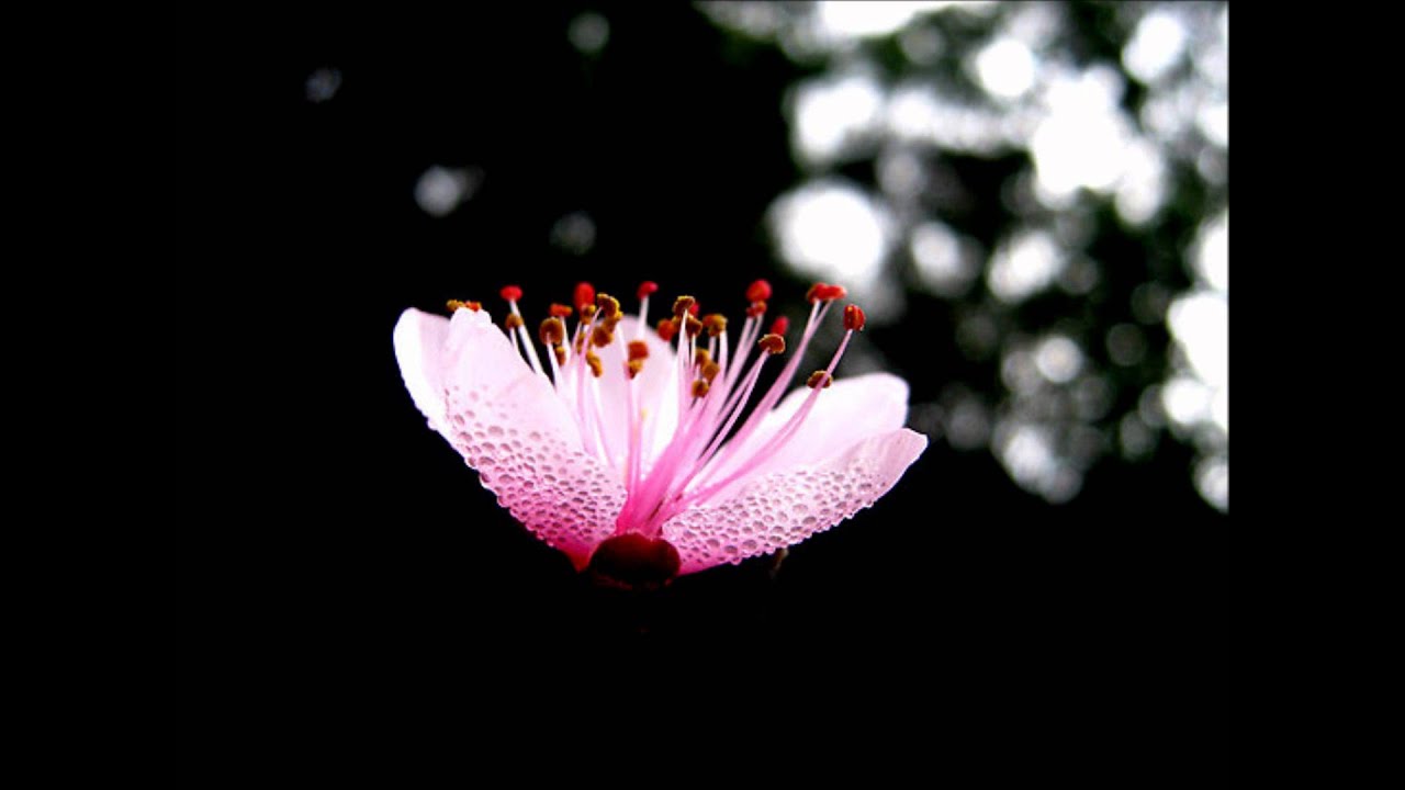 Night Blossom - Paul Machlis
