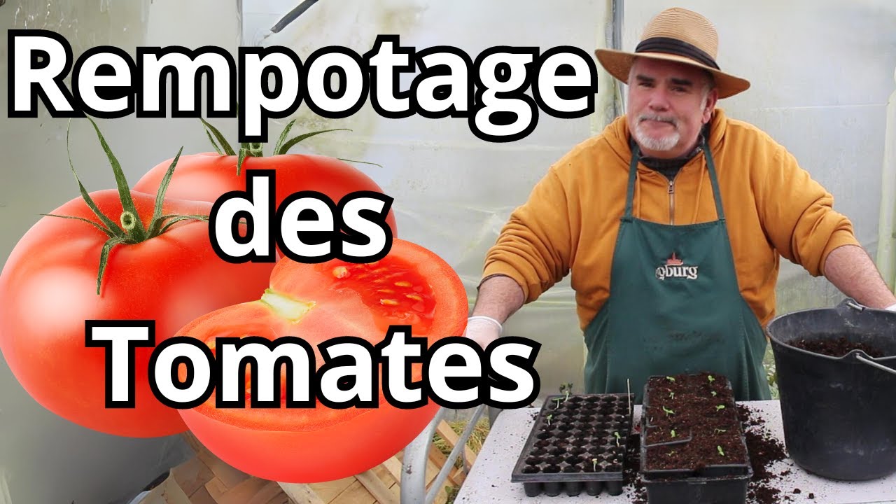 Comment rempoter efficacement vos tomates dans des godets de 8cm ?
