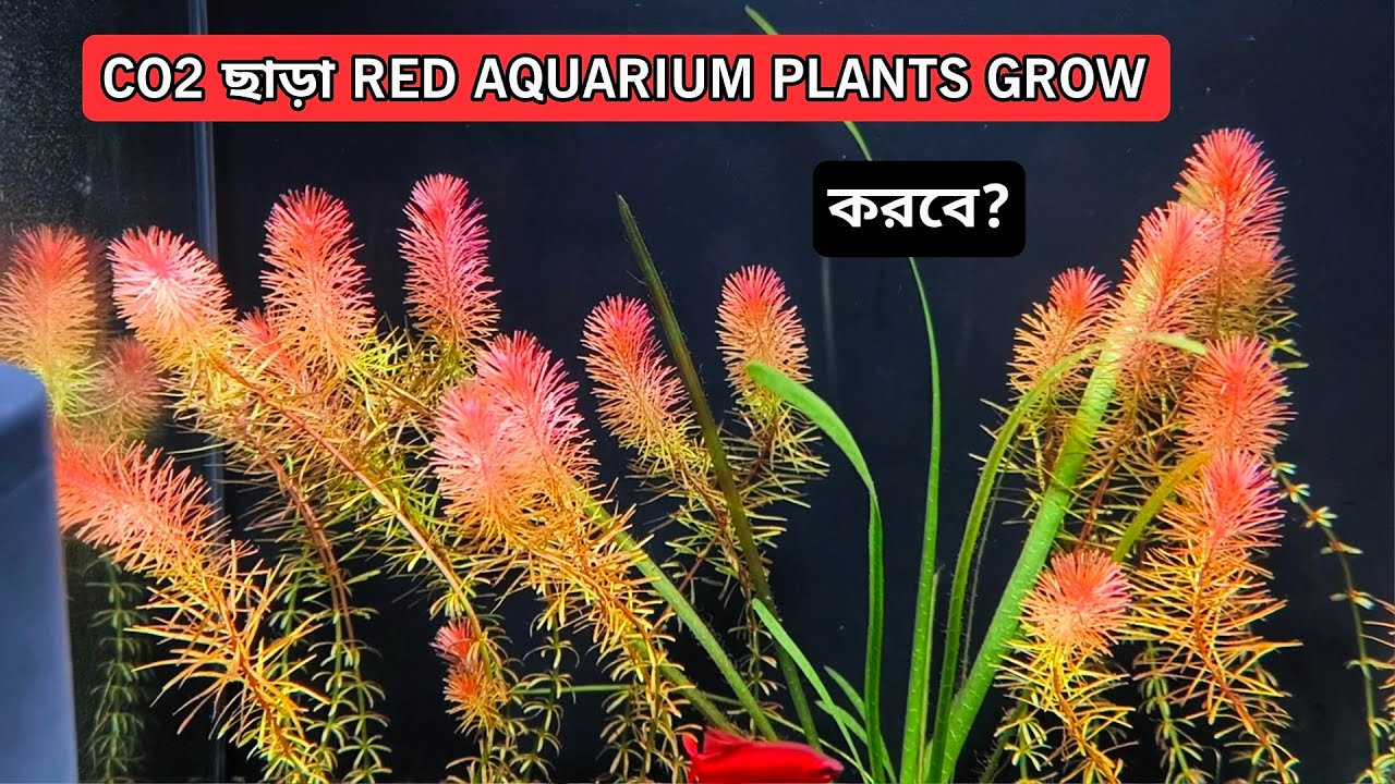 How to Grow Red Aquarium Plants without co2 