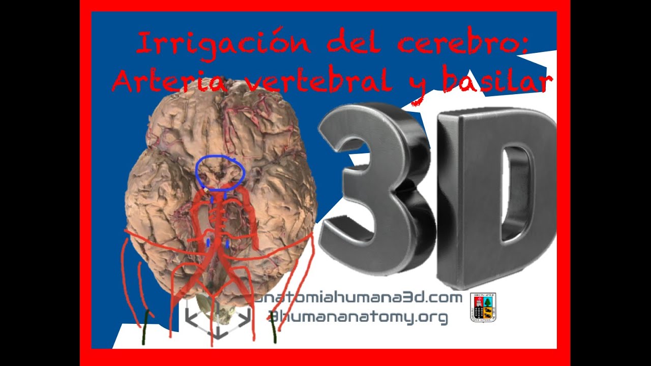 Irrigación cerebral: Arterias vertebrales y arteria basilar. Vas a quedar experto en la materia