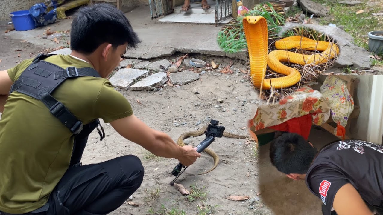 NILISAN ANG BAHAY DAHIL SA MGA COBRA #cobraprince  #kingcobra #cobrateam