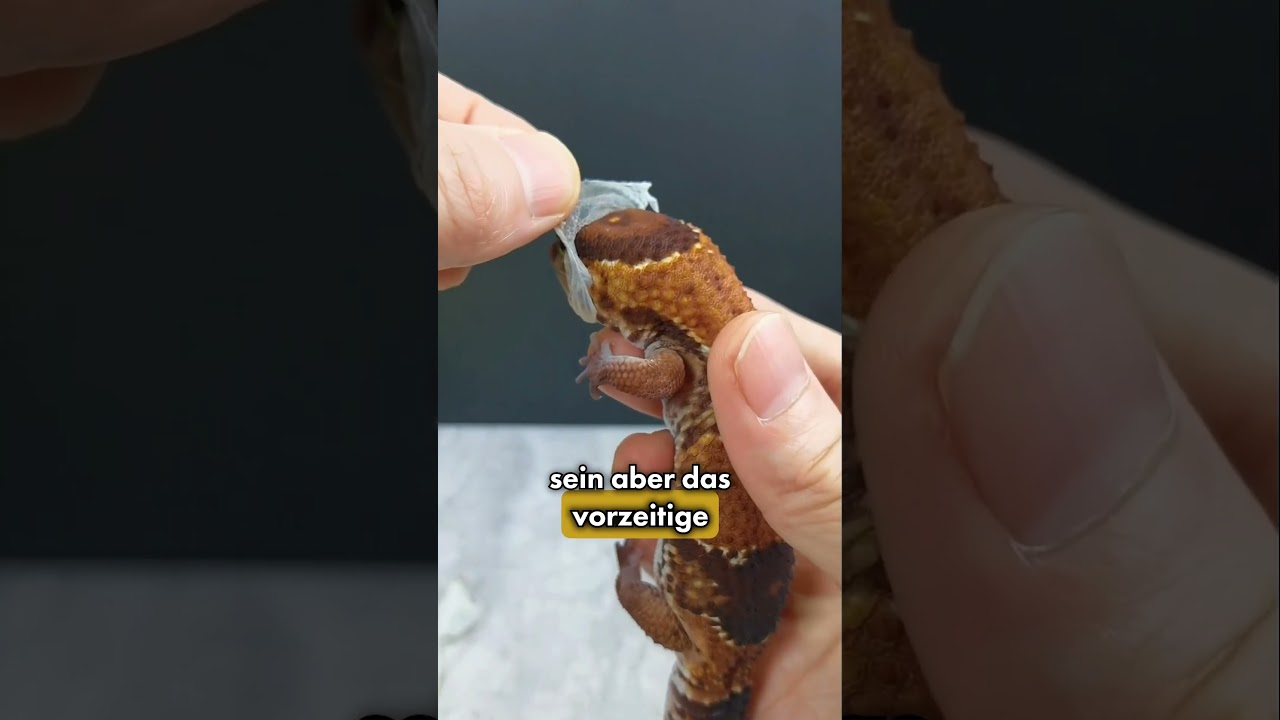 Einen Gecko h&auml;uten! 😱 (@yingming999)