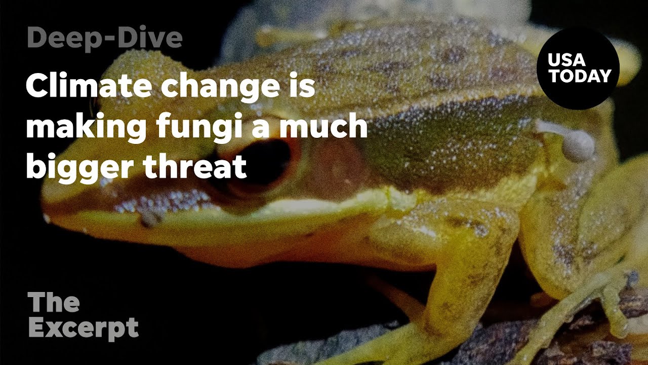 Climate change is making fungi a much bigger threat | The Excerpt
