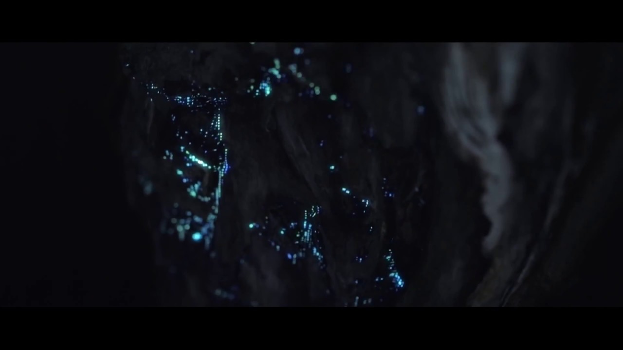 Projections in the Forest - bioluminescent forest - projection mapping