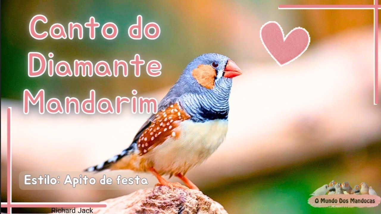 Canto do Diamante Mandarim (estilo apito de festa)🎶