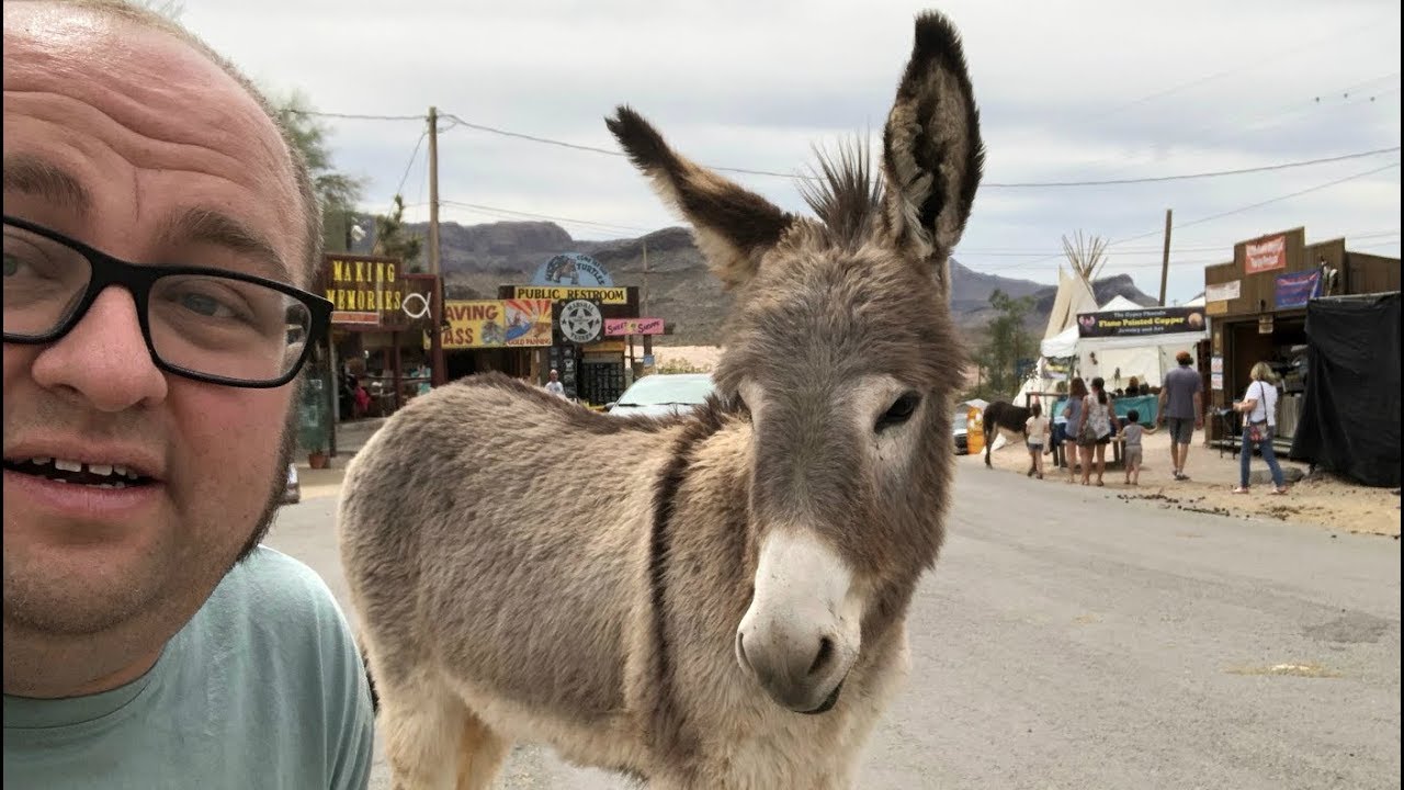 Donkey Wonderland - Oatman, AZ plus Much Much More