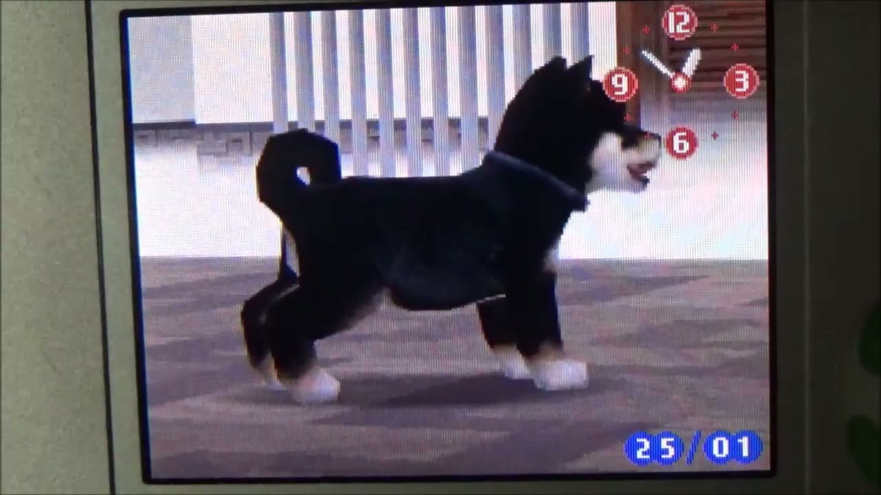 Nintendogs V.L ( J'apprends Tourne en Rond à Naruto + Promenade dans 2 Parcs puis Séance de jeu )