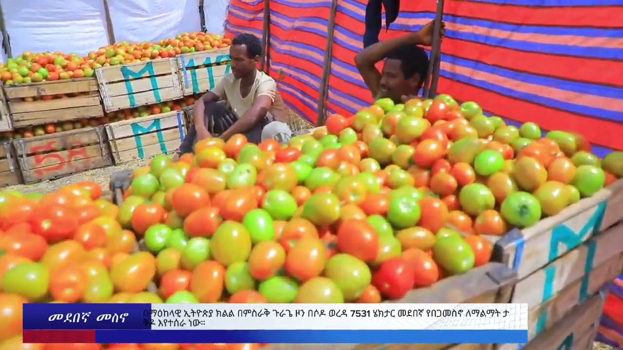 የ2018 በጀት ዓመት መደበኛ የበጋ መስኖ በምስራቅ ጉራጌ ዞን በሰዶ ወረዳ