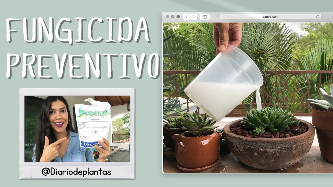 Fungicida para prevenir hongos en suculentas