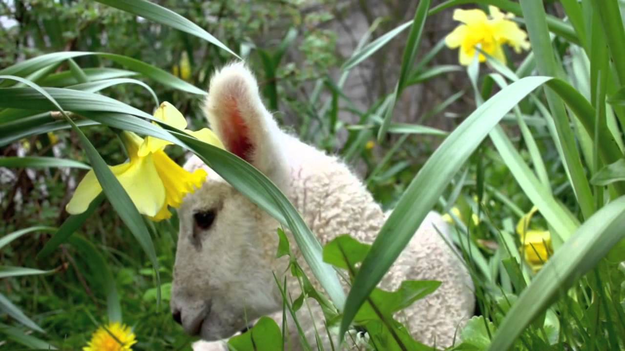 Easter 2012.Whistling orphan lamb in the daffodils. Ronnie Ronalde
