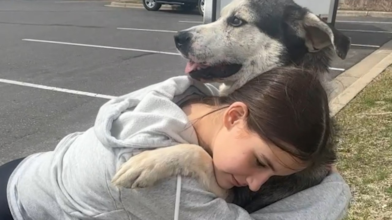 Elderly rescue dog just wants to be everyone's friend