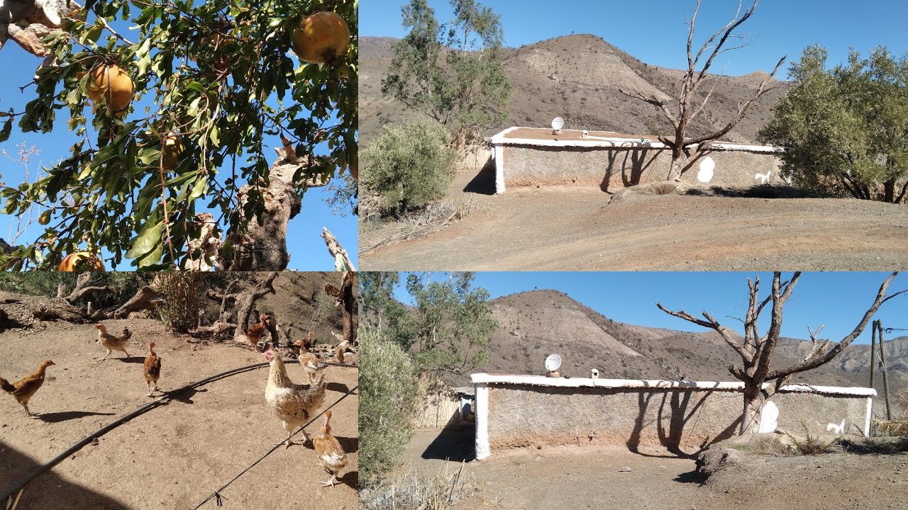 الاجواء القروية تقليدية وتربية الدجاج البلدي وخيرات الريف #الحسيمة #village_life