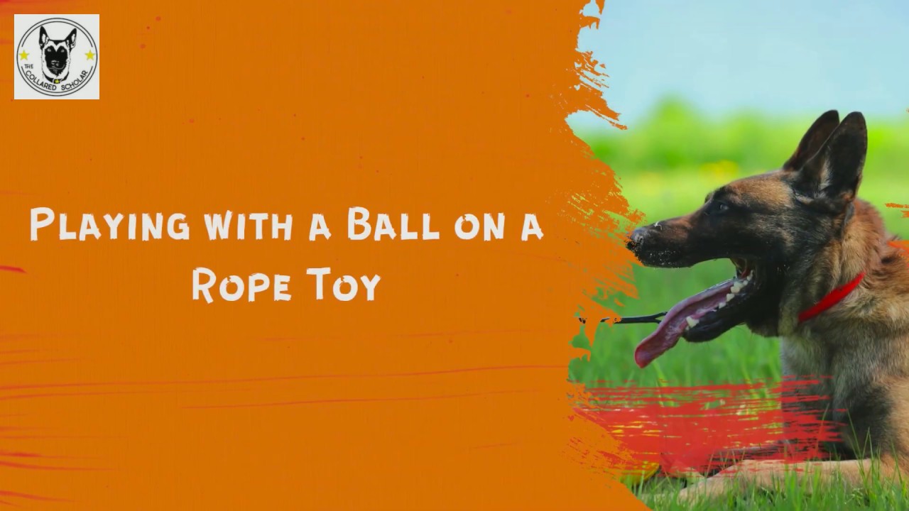 How to Play with a Ball on a Rope Toy with Your Dog