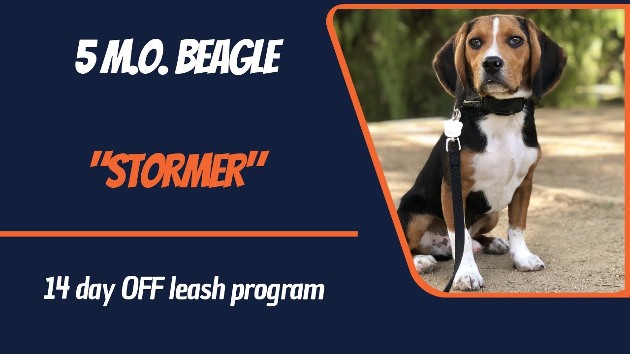 BEAGLE / DOG TRAINING