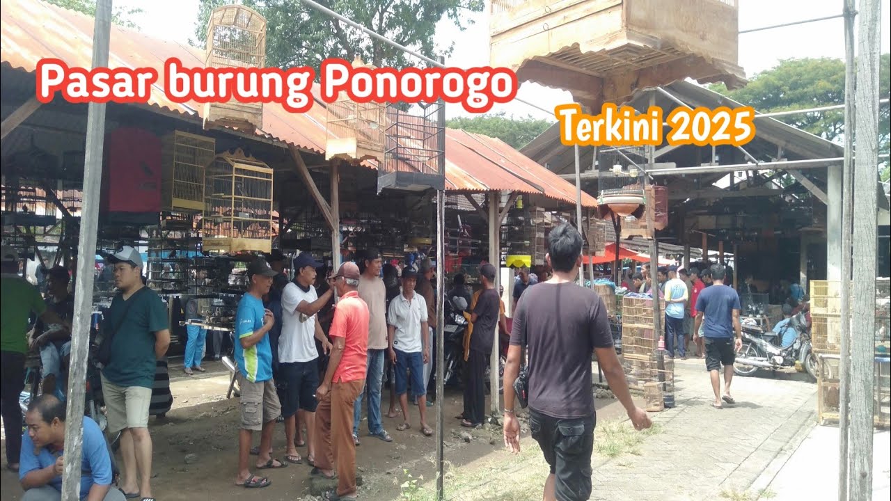 PASAR BURUNG PONOROGO TERBARU || PASAR