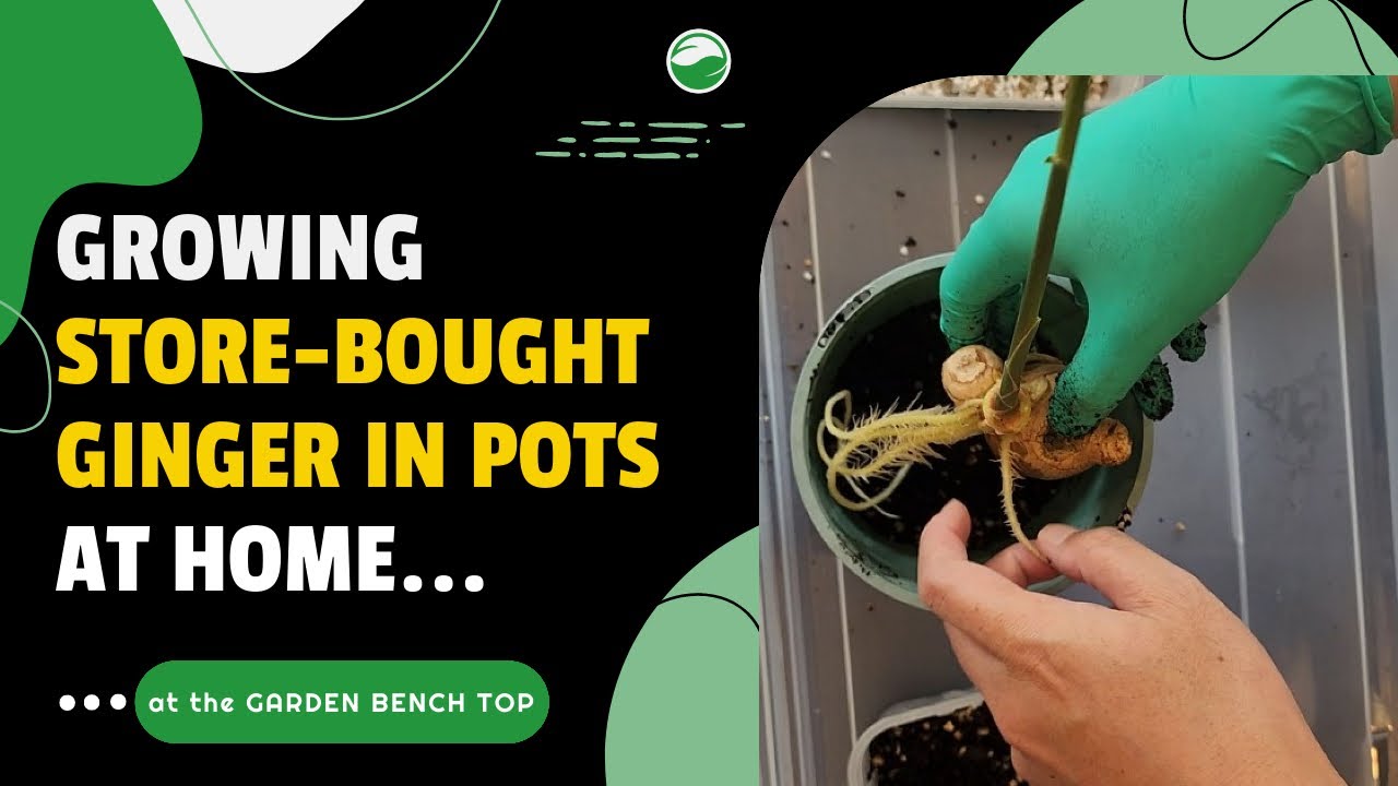 How to Plant Ginger in a Pot [For Ginger ALL YEAR round]