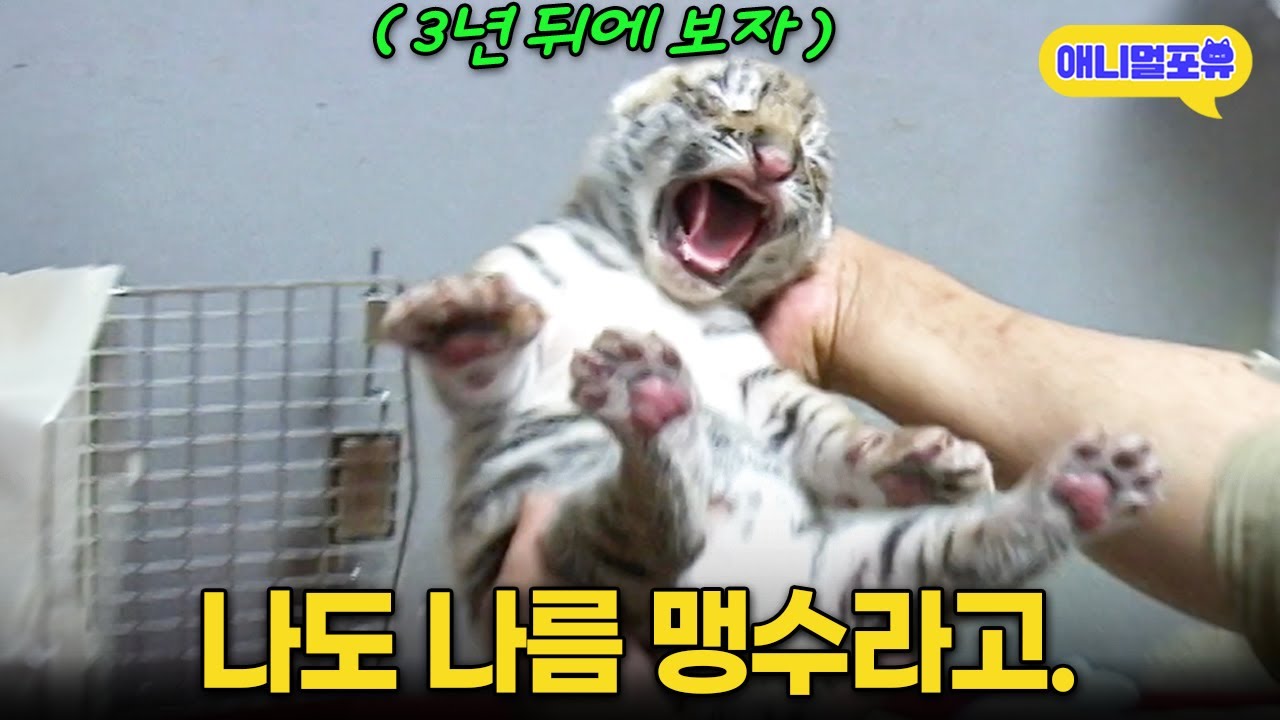 “나도 맹수라고” 자기도 나름 맹수라며 젖병 거부하는 아기 호랑이 I KBS 주주클럽 060709 방송