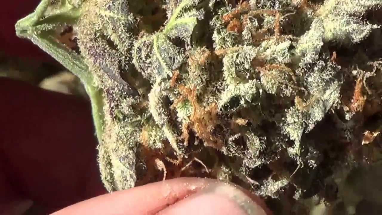 Delicious seeds critical sensi star