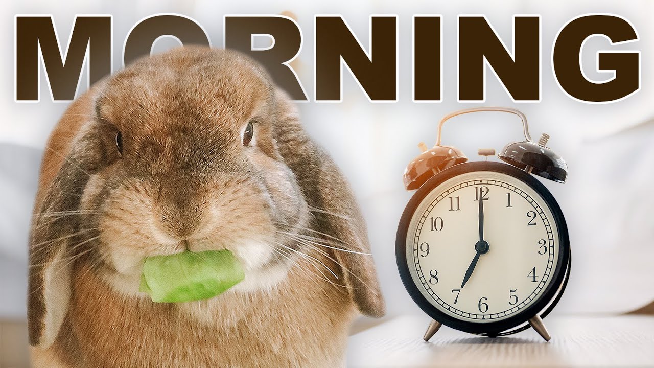 Free Roam Rabbit Morning Routine ☀️