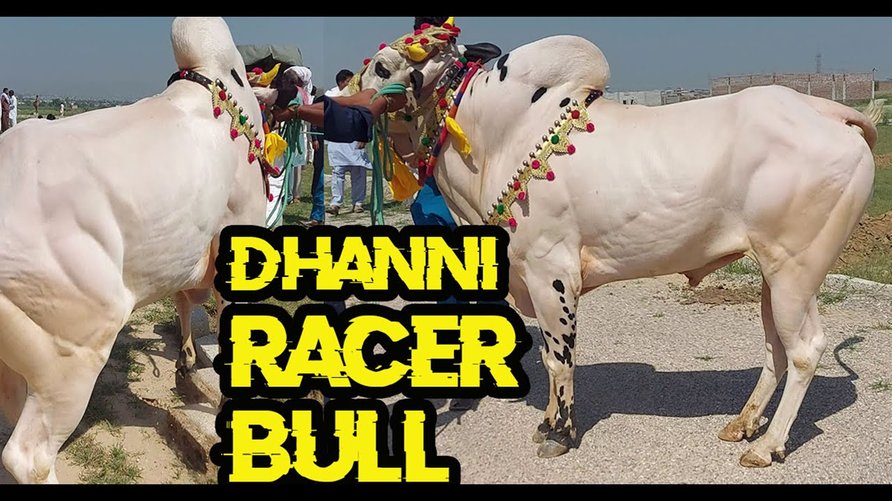 Racer Dhanni Bull Beauty || Angry Racer Bulls || Dandan Nay Shokeen ||