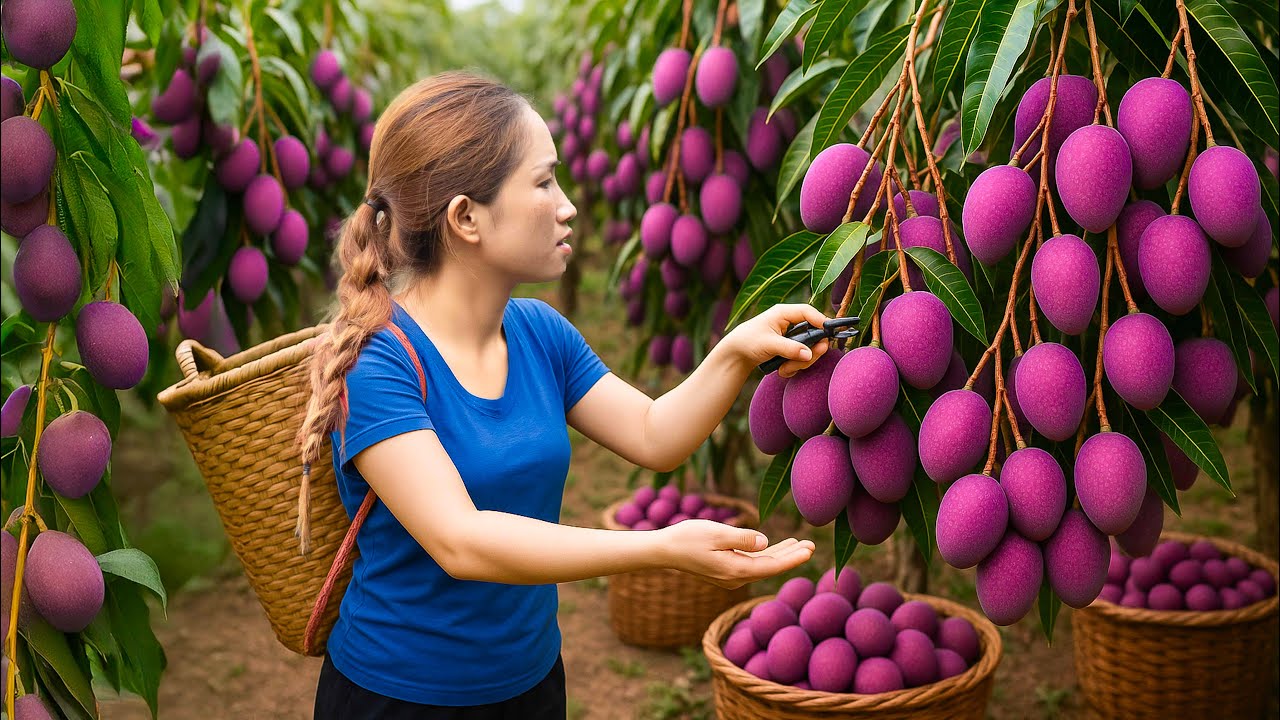 Harvesting Sweet Purple Sand Mango From Giant Tree |The biggest harvest prepares for the cold winter
